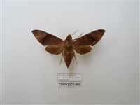 藏品(臺灣缺角天蛾)的圖片